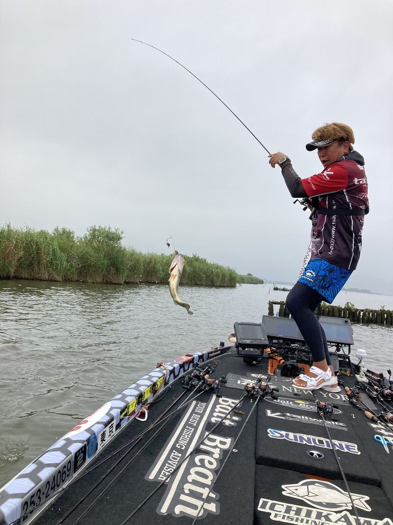 DAIWA - 臼井 Amazon.com : Daiwa Genpau Ishidai Light 20H, 2018 Model